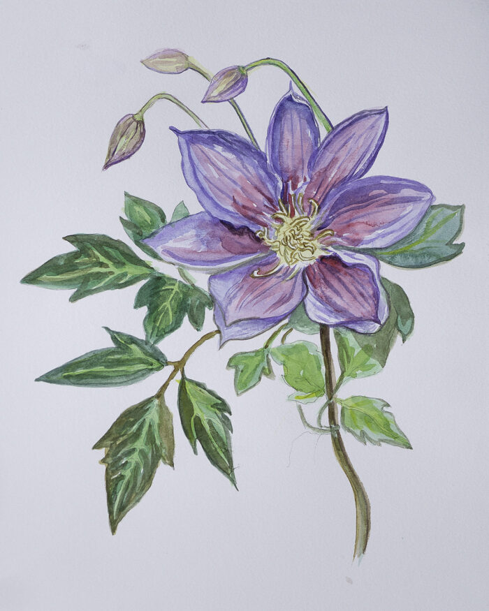 Clematis - Image 2