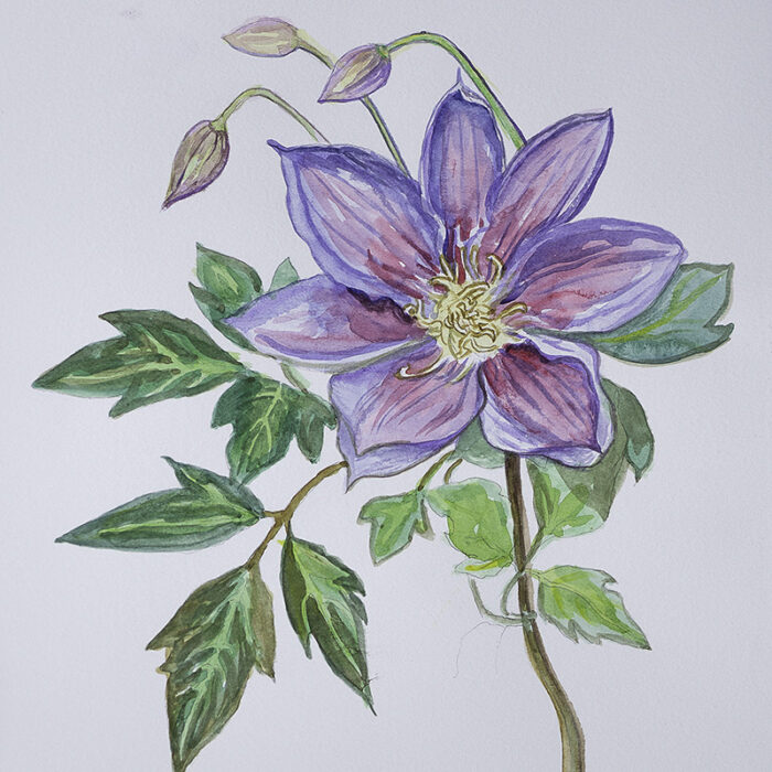 Clematis