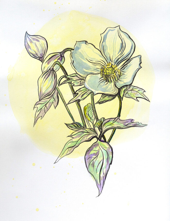 Clematis Montana Grandiflora - Image 3