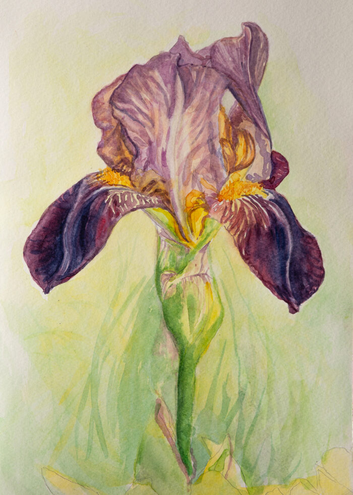 Purple Iris 002 - Image 2