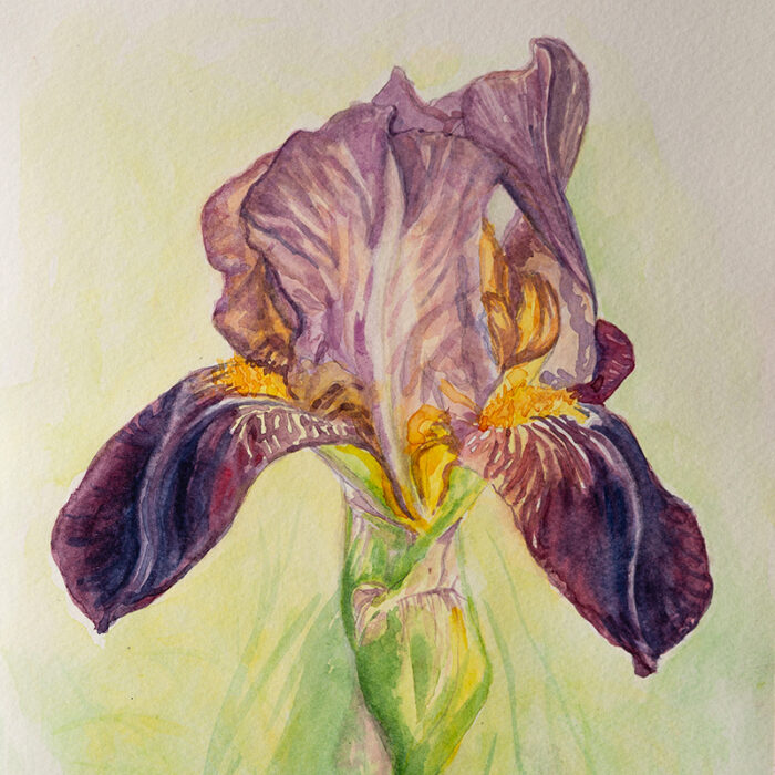 Purple Iris 002