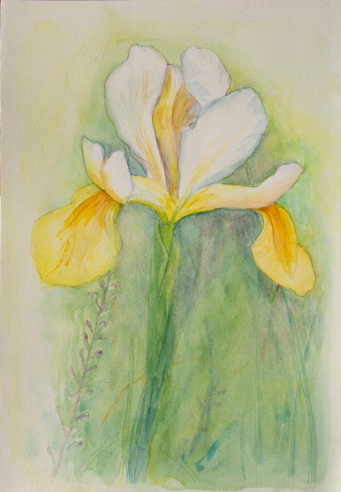 White Iris watercolour - Image 2