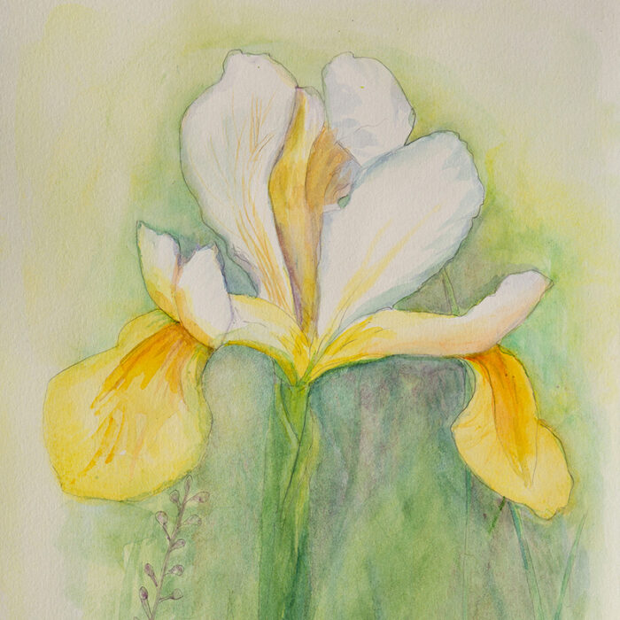 White Iris watercolour