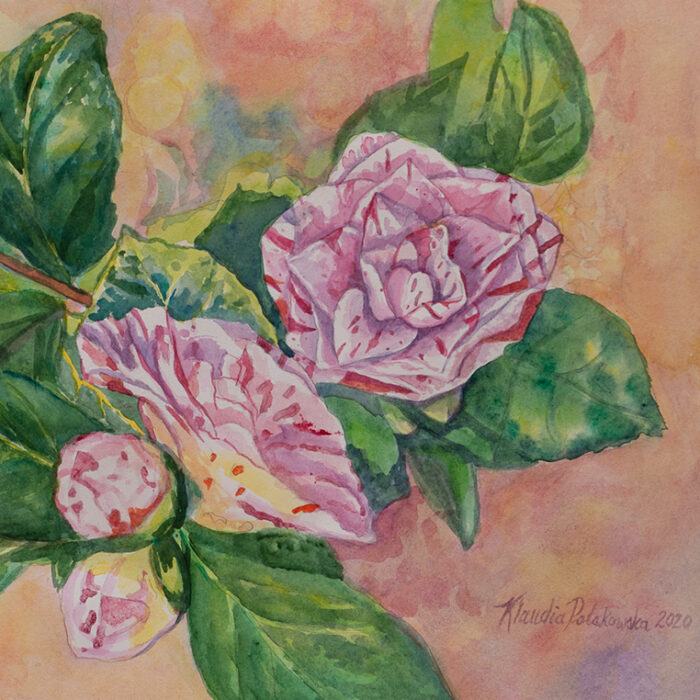 Camellia flowers - Image 2