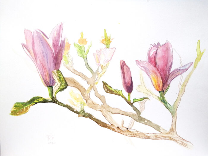 Magnolias watercolour - Image 2